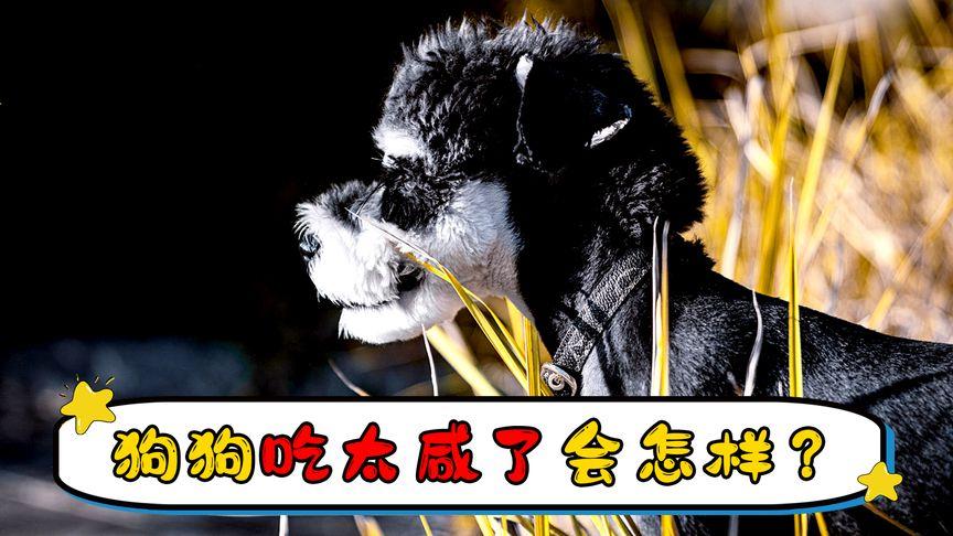 狗狗吃咸了的症状_狗狗吃太咸的食物会怎么样-第2张图片-后鲨宠物 狗狗吃咸了的症状_狗狗吃太咸的食物会怎么样-第2张图片-后鲨宠物