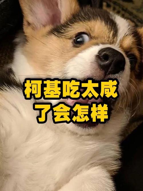 狗狗吃咸了的症状_狗狗吃太咸的食物会怎么样-第3张图片-后鲨宠物 狗狗吃咸了的症状_狗狗吃太咸的食物会怎么样-第3张图片-后鲨宠物