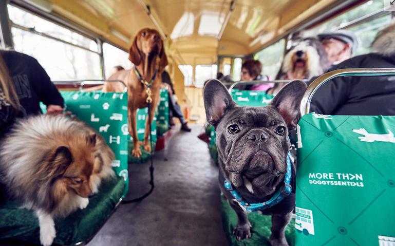 狗狗能坐大巴车吗_狗狗可以坐大巴嘛-第2张图片-后鲨宠物 狗狗能坐大巴车吗_狗狗可以坐大巴嘛-第2张图片-后鲨宠物