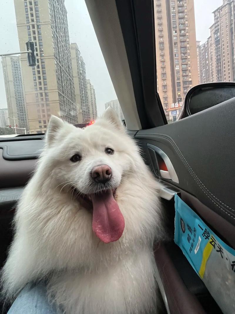 狗狗能坐大巴车吗_狗狗可以坐大巴嘛-第5张图片-后鲨宠物 狗狗能坐大巴车吗_狗狗可以坐大巴嘛-第5张图片-后鲨宠物