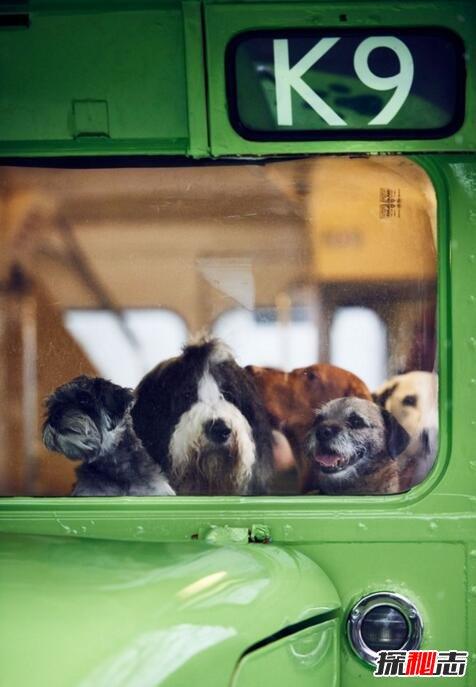 狗狗能坐大巴车吗_狗狗可以坐大巴嘛-第6张图片-后鲨宠物 狗狗能坐大巴车吗_狗狗可以坐大巴嘛-第6张图片-后鲨宠物
