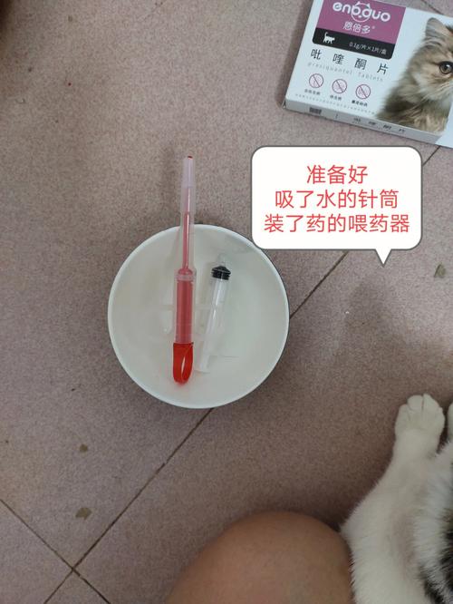 猫咪体内驱虫的正确方法,猫内驱要连吃三天吗?-第2张图片-后鲨宠物 猫咪体内驱虫的正确方法,猫内驱要连吃三天吗?-第2张图片-后鲨宠物