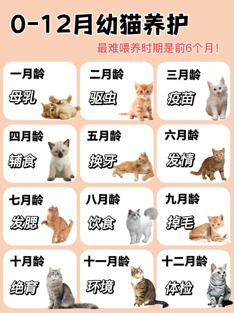 猫咪多久喂一次，鱼油给猫咪多久喂一次？