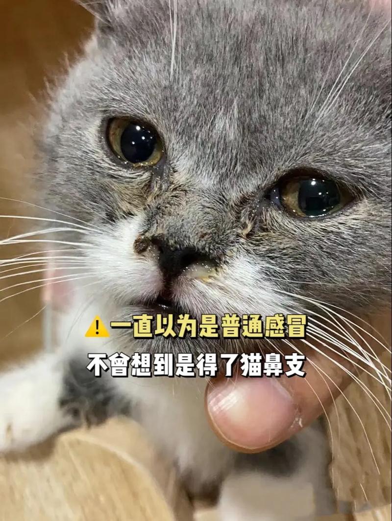  猫猫打喷嚏怎么办，猫猫打喷嚏怎么办呢