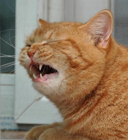  猫猫打喷嚏怎么办，猫猫打喷嚏怎么办呢-第3张图片-后鲨宠物