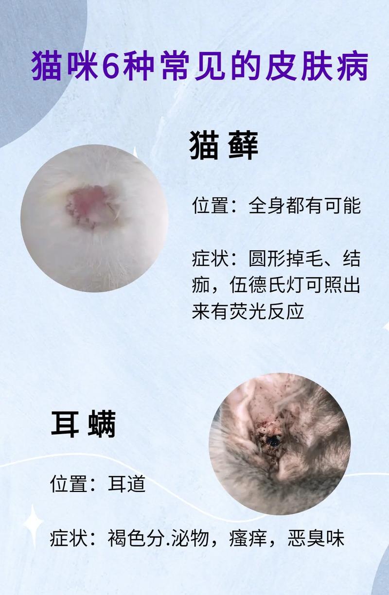 猫咪奶藓多久能好,猫咪奶藓多久能好啊?-第2张图片-后鲨宠物 猫咪奶藓多久能好,猫咪奶藓多久能好啊?-第2张图片-后鲨宠物