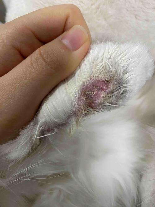 猫咪奶藓多久能好,猫咪奶藓多久能好啊?-第3张图片-后鲨宠物 猫咪奶藓多久能好,猫咪奶藓多久能好啊?-第3张图片-后鲨宠物