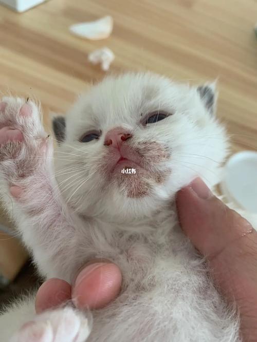 猫咪奶藓多久能好,猫咪奶藓多久能好啊?-第5张图片-后鲨宠物 猫咪奶藓多久能好,猫咪奶藓多久能好啊?-第5张图片-后鲨宠物