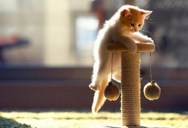  猫咪喜欢什么玩具，猫最喜欢什么东西玩具