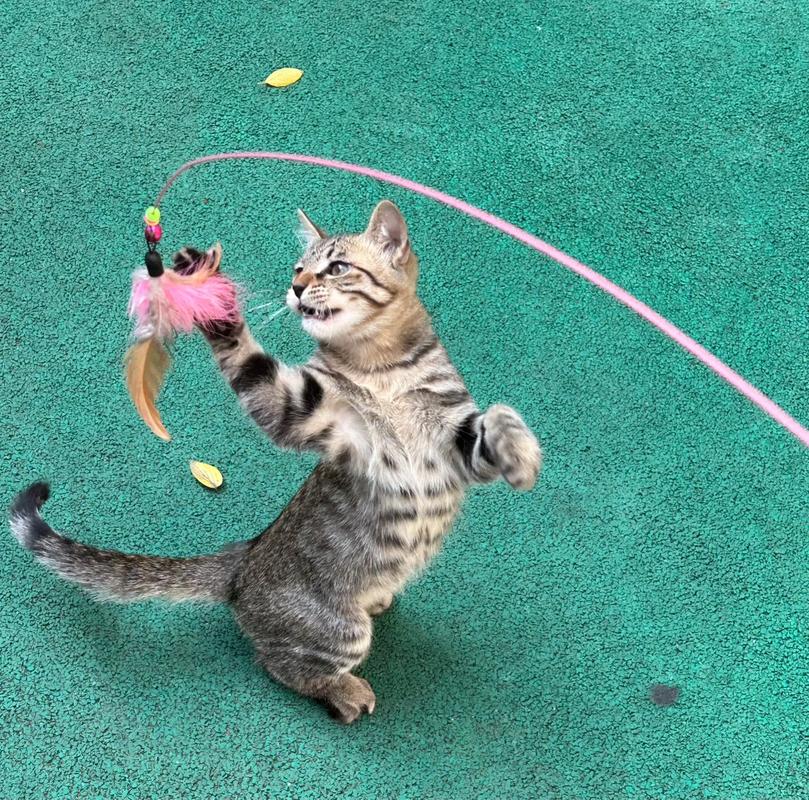 猫咪喜欢什么玩具,猫最喜欢什么东西玩具-第2张图片-后鲨宠物 猫咪喜欢什么玩具,猫最喜欢什么东西玩具-第2张图片-后鲨宠物