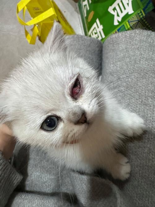 猫咪眼睛发炎了怎么办，猫咪眼睛发炎会自愈吗