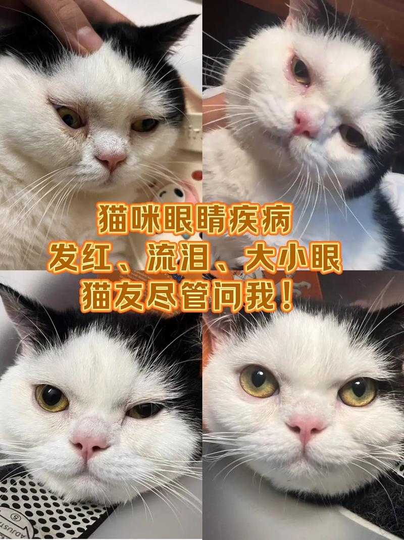 猫咪眼睛发炎了怎么办,猫咪眼睛发炎会自愈吗-第5张图片-后鲨宠物 猫咪眼睛发炎了怎么办,猫咪眼睛发炎会自愈吗-第5张图片-后鲨宠物