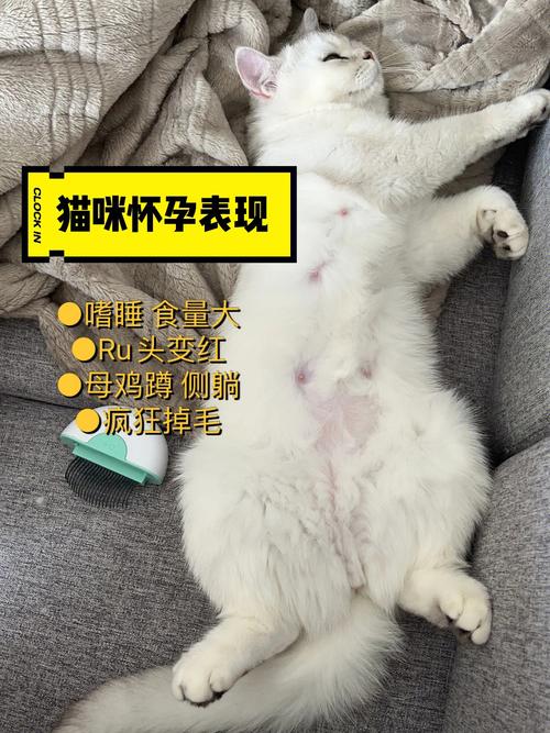 猫咪的妊娠期是多久_猫的妊娠期一般是多少天-第2张图片-后鲨宠物 猫咪的妊娠期是多久_猫的妊娠期一般是多少天-第2张图片-后鲨宠物