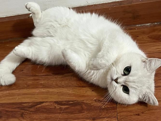 猫咪的妊娠期是多久_猫的妊娠期一般是多少天-第4张图片-后鲨宠物 猫咪的妊娠期是多久_猫的妊娠期一般是多少天-第4张图片-后鲨宠物