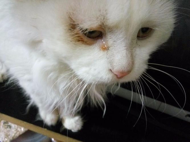 猫咪流黄色眼泪_猫咪流黄色眼泪怎么办