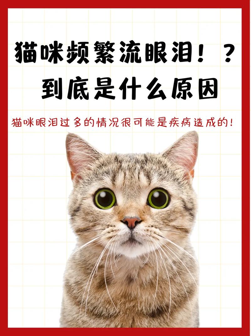 猫咪流黄色眼泪_猫咪流黄色眼泪怎么办-第2张图片-后鲨宠物