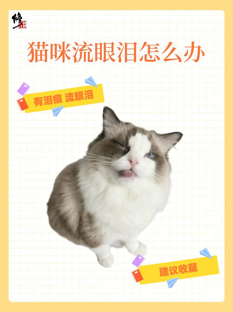 猫咪流黄色眼泪_猫咪流黄色眼泪怎么办-第3张图片-后鲨宠物