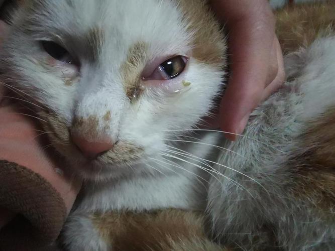 猫咪流黄色眼泪_猫咪流黄色眼泪怎么办-第5张图片-后鲨宠物