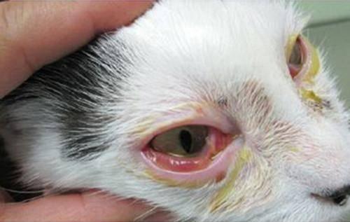 猫咪流黄色眼泪_猫咪流黄色眼泪怎么办-第6张图片-后鲨宠物