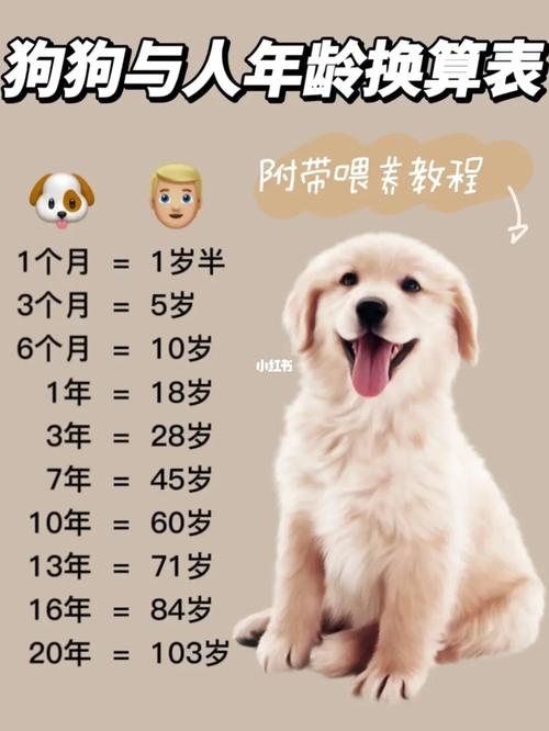 怎么算狗狗的年龄_如何推算狗狗年龄-第5张图片-后鲨宠物 怎么算狗狗的年龄_如何推算狗狗年龄-第5张图片-后鲨宠物