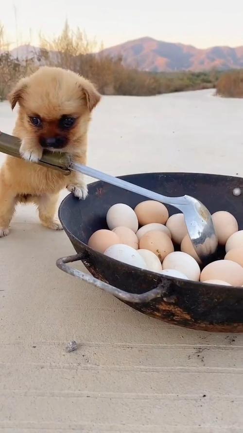 狗狗能吃香椿炒鸡蛋吗，狗狗可以吃香椿炒鸡蛋吗？