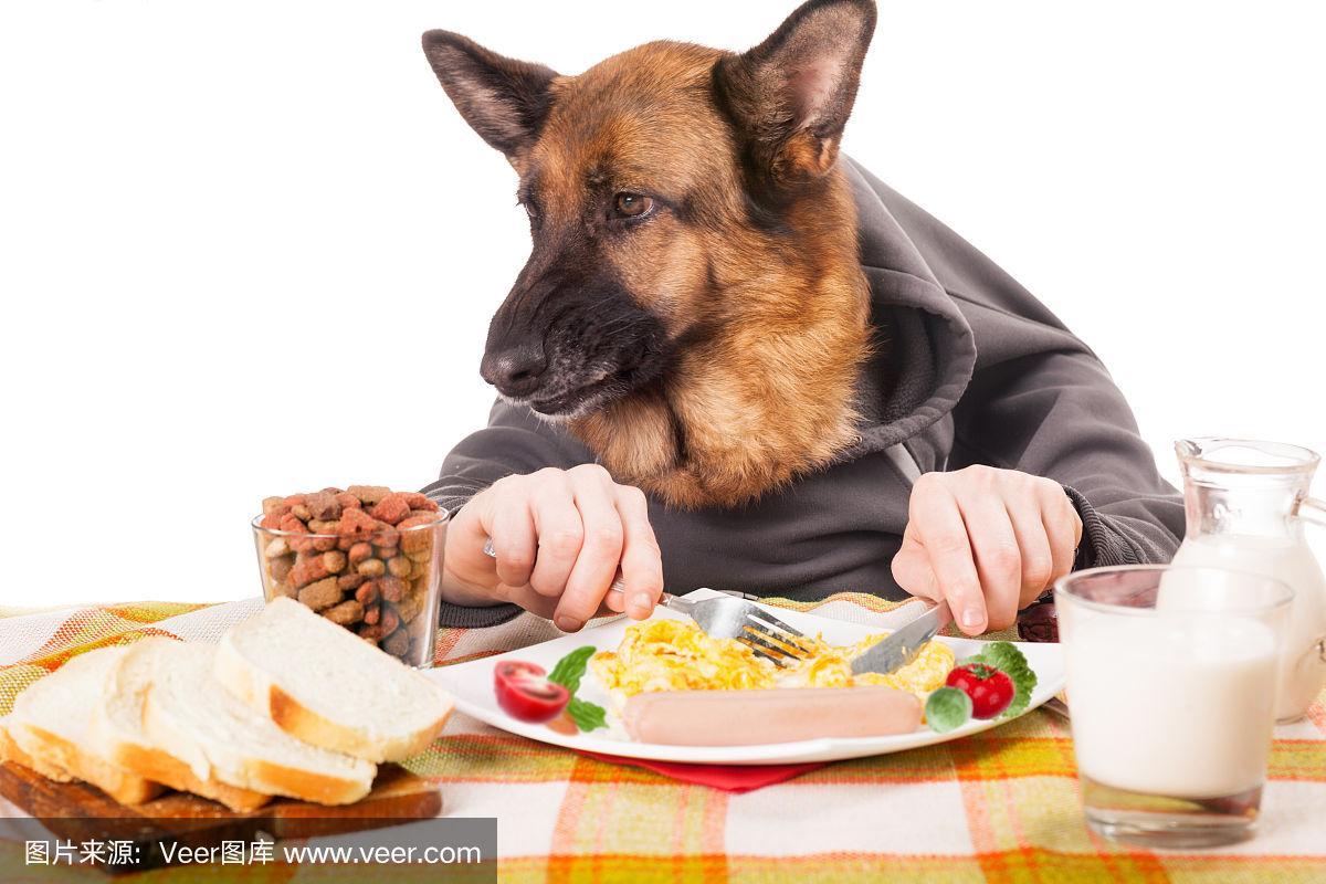 狗狗能吃香椿炒鸡蛋吗,狗狗可以吃香椿炒鸡蛋吗?-第3张图片-后鲨宠物 狗狗能吃香椿炒鸡蛋吗,狗狗可以吃香椿炒鸡蛋吗?-第3张图片-后鲨宠物