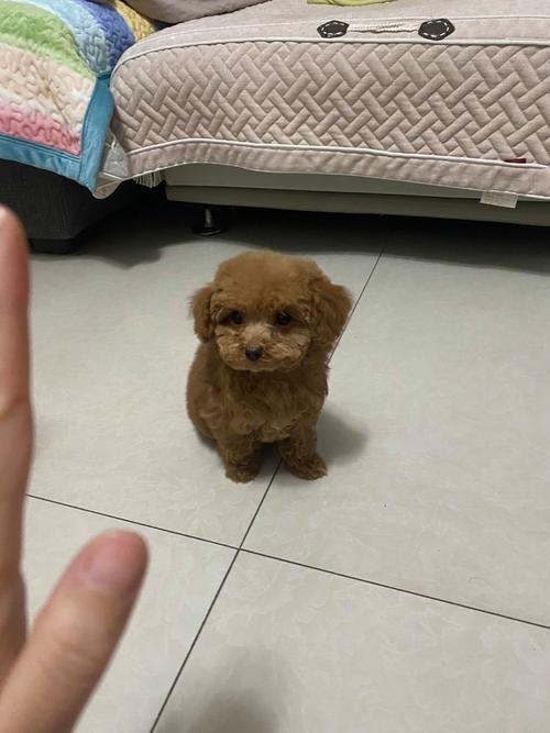 狗狗能吃香椿炒鸡蛋吗,狗狗可以吃香椿炒鸡蛋吗?-第4张图片-后鲨宠物 狗狗能吃香椿炒鸡蛋吗,狗狗可以吃香椿炒鸡蛋吗?-第4张图片-后鲨宠物