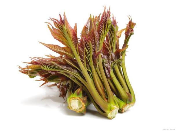 狗狗能吃香椿炒鸡蛋吗,狗狗可以吃香椿炒鸡蛋吗?-第5张图片-后鲨宠物 狗狗能吃香椿炒鸡蛋吗,狗狗可以吃香椿炒鸡蛋吗?-第5张图片-后鲨宠物