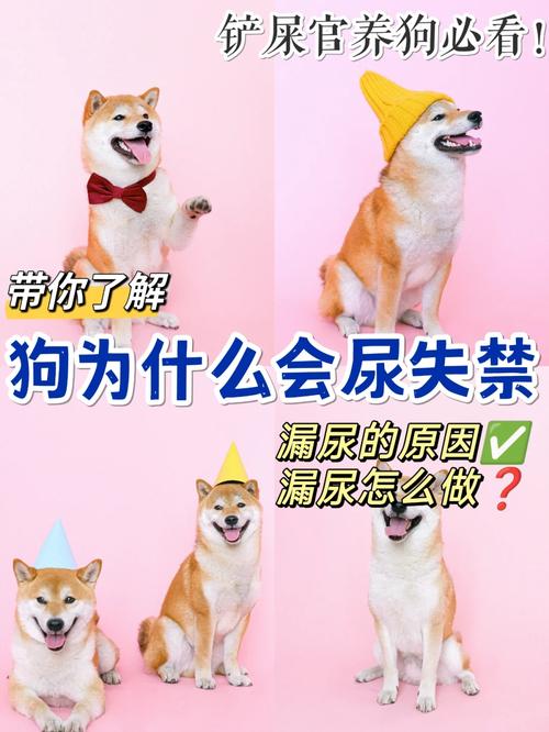  狗狗喝水多尿多正常吗，宠物狗喝水多尿得也多好吗-第5张图片-后鲨宠物