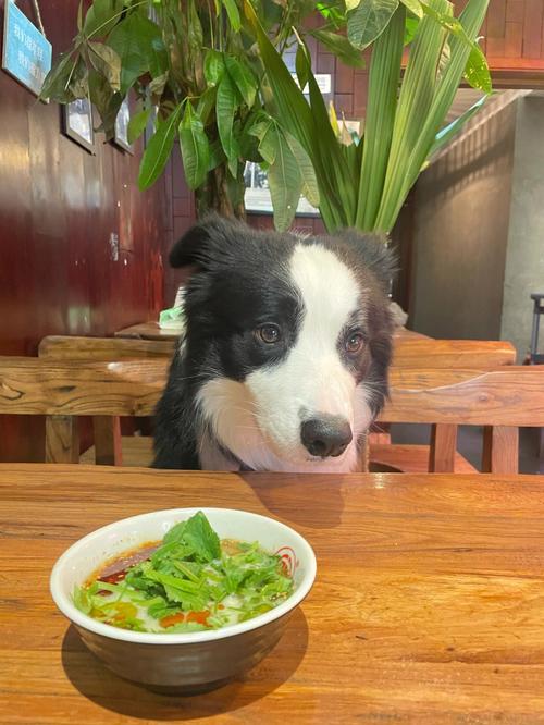 狗狗可以吃胡椒吗_狗狗吃胡椒吗会死吗-第4张图片-后鲨宠物