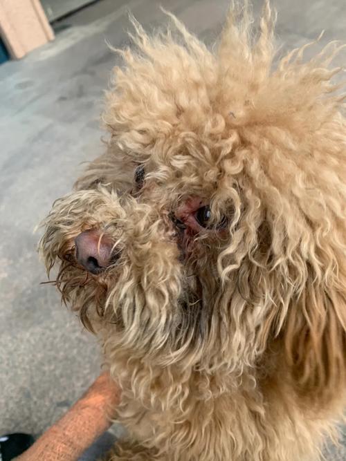 狗狗能吃燕窝吗，狗狗可以吃燕窝嘛？-第4张图片-后鲨宠物