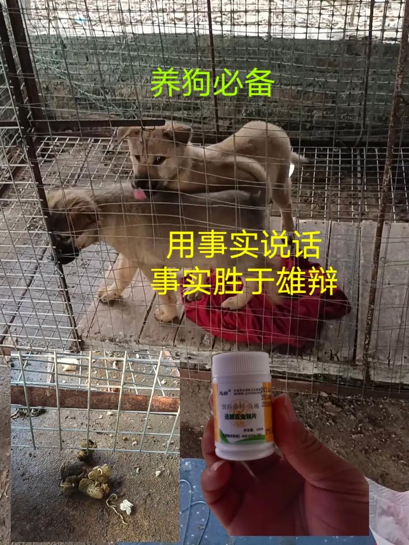 怎么知道狗狗体内有虫，如何看出狗狗体内是否有虫？