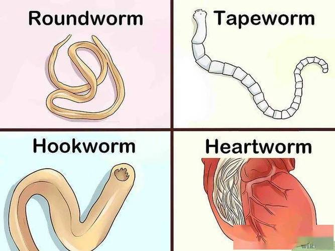 怎么知道狗狗体内有虫，如何看出狗狗体内是否有虫？-第3张图片-后鲨宠物