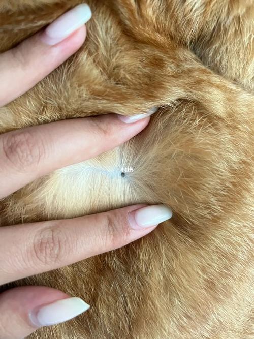 猫咪绦虫是怎么引起的_猫咪绦虫病症状-第3张图片-后鲨宠物