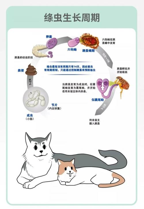 猫咪绦虫是怎么引起的_猫咪绦虫病症状-第4张图片-后鲨宠物