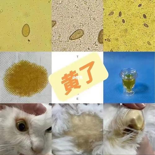 猫咪绦虫是怎么引起的_猫咪绦虫病症状-第5张图片-后鲨宠物