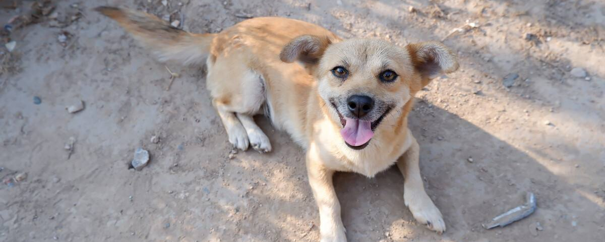 狗狗吃了蚂蚁怎么办_狗狗吃到蚂蚁怎么办