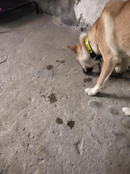 狗狗吃了蚂蚁怎么办_狗狗吃到蚂蚁怎么办-第4张图片-后鲨宠物 狗狗吃了蚂蚁怎么办_狗狗吃到蚂蚁怎么办-第4张图片-后鲨宠物