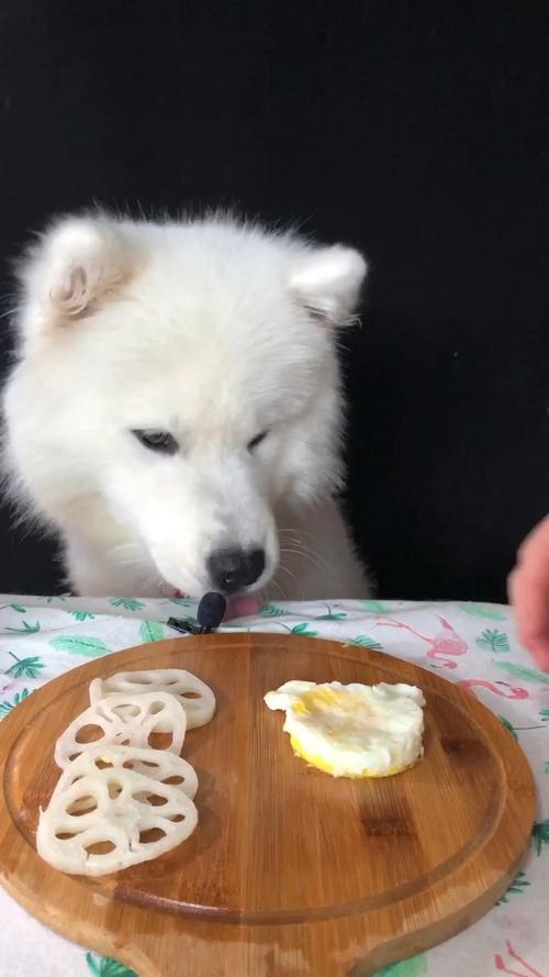  狗狗可以吃煎蛋吗，狗狗可以吃煎鸡蛋吗?