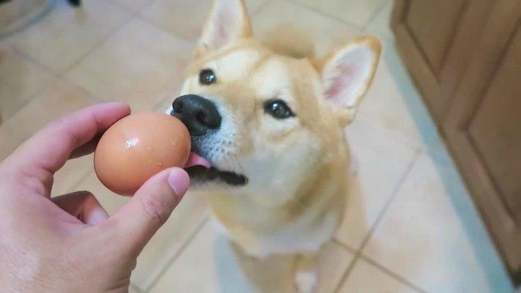  狗狗可以吃煎蛋吗，狗狗可以吃煎鸡蛋吗?-第2张图片-后鲨宠物