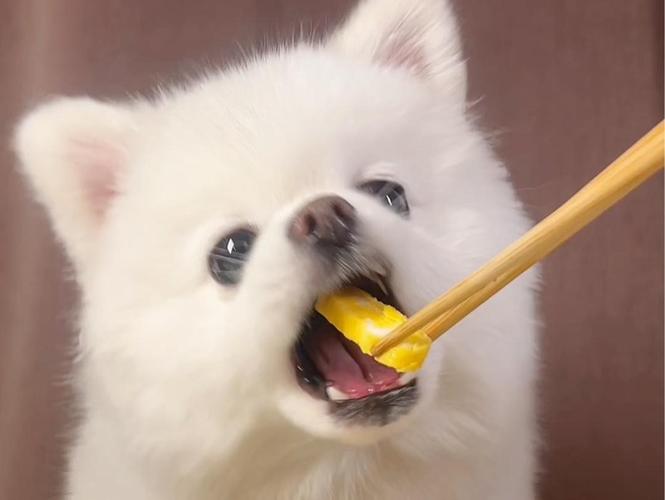  狗狗可以吃煎蛋吗，狗狗可以吃煎鸡蛋吗?-第4张图片-后鲨宠物