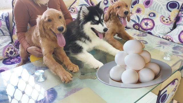  狗狗可以吃煎蛋吗，狗狗可以吃煎鸡蛋吗?-第5张图片-后鲨宠物