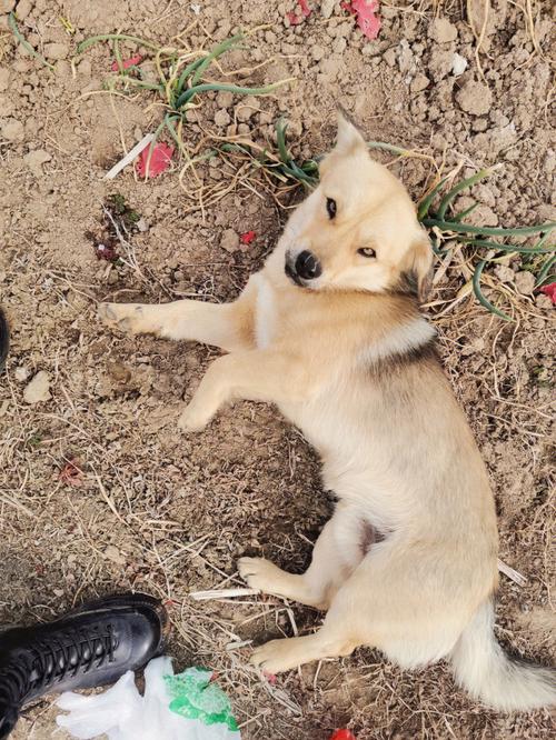 狗狗被野猫抓伤怎么办,狗狗被野猫抓了会得狂犬病吗-第3张图片-后鲨宠物 狗狗被野猫抓伤怎么办,狗狗被野猫抓了会得狂犬病吗-第3张图片-后鲨宠物