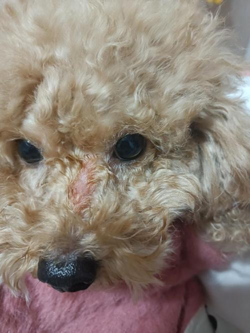 狗狗被野猫抓伤怎么办,狗狗被野猫抓了会得狂犬病吗-第5张图片-后鲨宠物 狗狗被野猫抓伤怎么办,狗狗被野猫抓了会得狂犬病吗-第5张图片-后鲨宠物