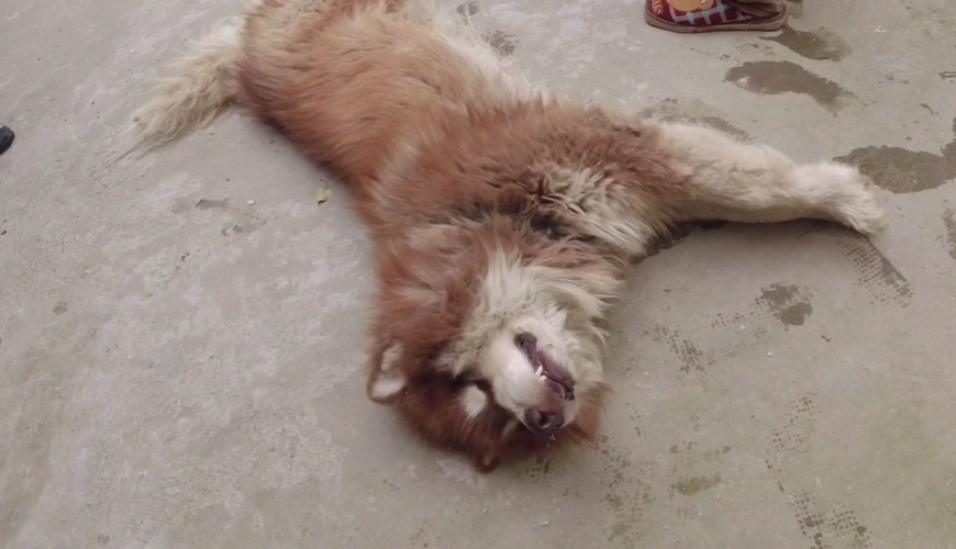 狗狗吃了枣核怎么办，狗狗吃了大枣核多久会有症状？-第3张图片-后鲨宠物