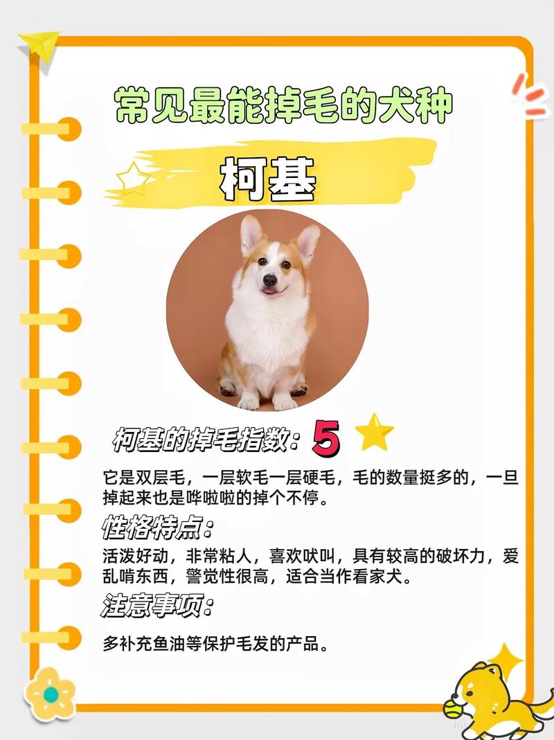 怎么让狗狗不掉毛，如何使狗狗不掉毛？