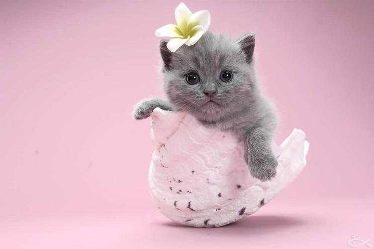 猫咪发情期是多久_猫咪发情期多久可以洗澡-第3张图片-后鲨宠物 猫咪发情期是多久_猫咪发情期多久可以洗澡-第3张图片-后鲨宠物