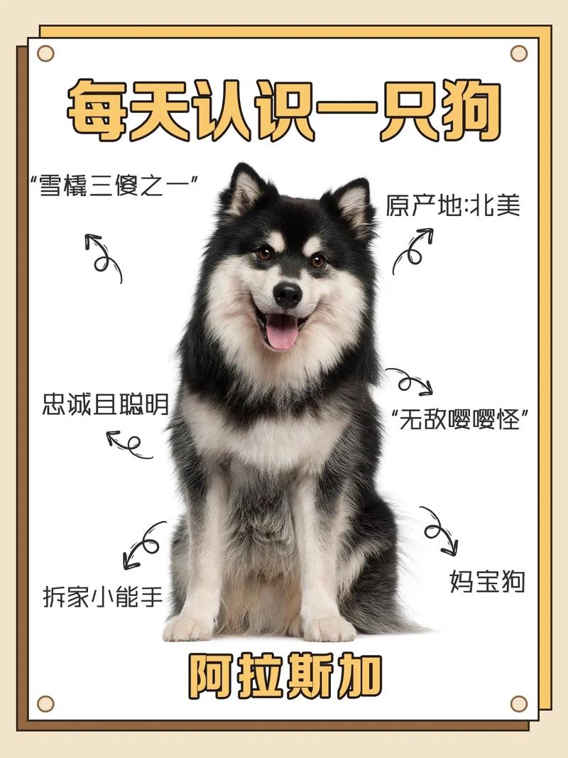 狗狗认识自己的孩子吗,狗狗认识主人的孩子吗?-第4张图片-后鲨宠物 狗狗认识自己的孩子吗,狗狗认识主人的孩子吗?-第4张图片-后鲨宠物