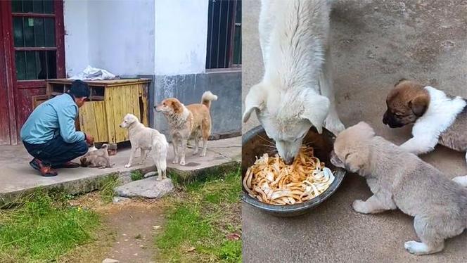 狗狗吃玉米面好消化吗,狗狗吃玉米面粉好吗?-第2张图片-后鲨宠物 狗狗吃玉米面好消化吗,狗狗吃玉米面粉好吗?-第2张图片-后鲨宠物