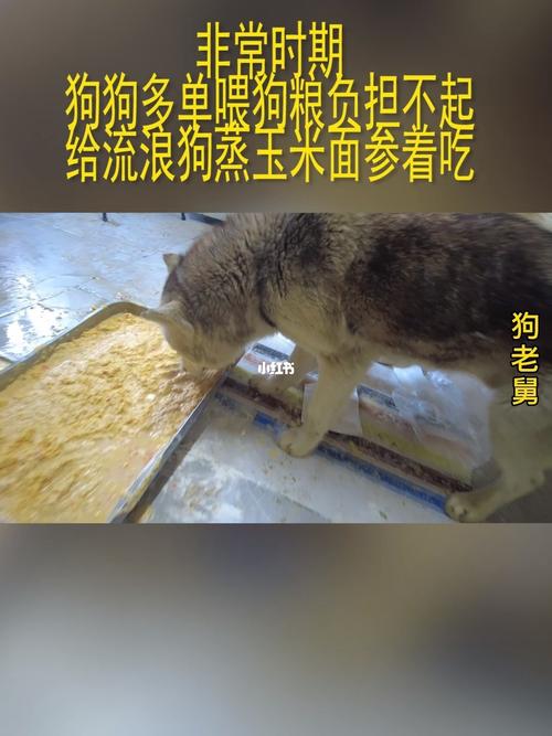 狗狗吃玉米面好消化吗,狗狗吃玉米面粉好吗?-第4张图片-后鲨宠物 狗狗吃玉米面好消化吗,狗狗吃玉米面粉好吗?-第4张图片-后鲨宠物